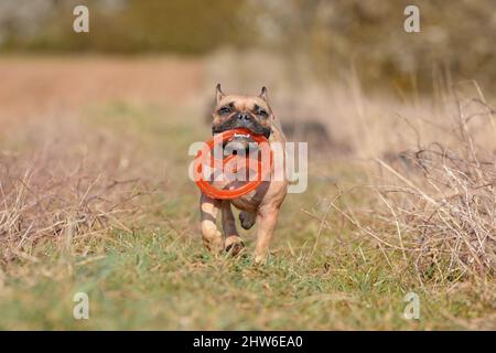 Chien de Bulldog français jouant FETCH avec un jouet de disque volant Banque D'Images