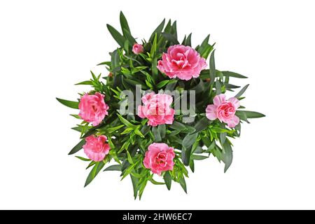 Vue de dessus des fleurs roses de Dianthus sur fond blanc Banque D'Images