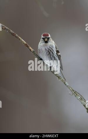 Photo verticale d'un sondage Red assis sur une branche Banque D'Images