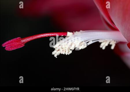 cactus de noël (Schlumbergera-Hybride, Zygocactus truncatus-Hybride), fleur. Gros plan montrant les grains de pollen sur fond noir. Banque D'Images