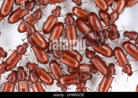 Nombreux de la farine confuse Beetle Tribolium confusum sur fond blanc. Banque D'Images