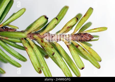 Infection, une maladie fongique sur les aiguilles de sapins qui poussent dans le jardin. Banque D'Images