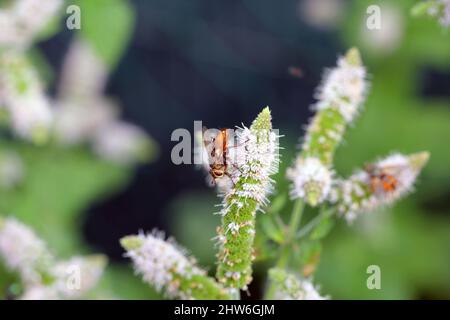 Une mouche se nourrissant du pollen sur les fleurs de menthe dans le jardin tout en les pollinisant. Banque D'Images