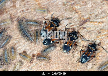 Les souris à bois rugueuses communes Porcellio scabre et les insectes de graines d'Elm hivernent sous l'écorce des arbres. Banque D'Images