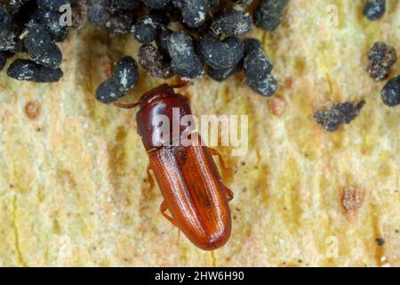 La farine déprimée Beetle - Palorus subdepressus est une espèce de dendroctone de la famille des Tenebrionidae, les dendroctone du dard. Banque D'Images