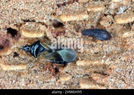 Les punaises minuscules ou les punaises de fleurs (Anthocoridae) sont une famille de punaises et de champignons - Latridiidae. Hivernage sous l'écorce de l'arbre. Banque D'Images