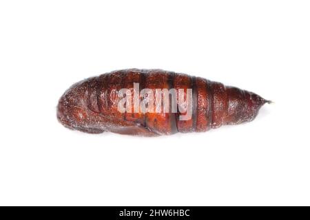 Pupa du Silver y (Autographa gamma) sur blanc. C'est un papillon migratoire de la famille des Noctuidae. Les chenilles de ces papillons de nuit de wlet sont des plantes nuisibles. Banque D'Images