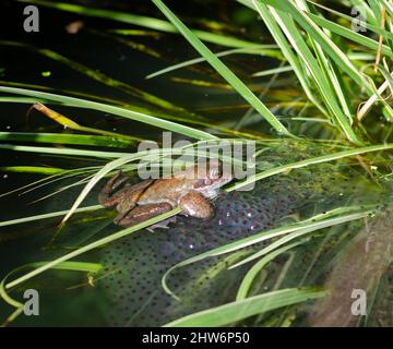 grenouille dans le frai de l'étang Banque D'Images