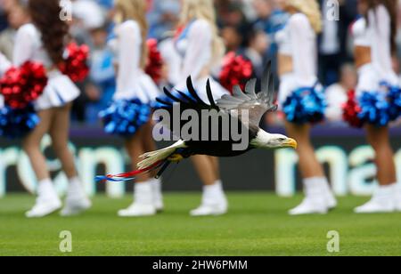 La mascotte du Crystal Palace Kayla le North American Bald Eagle est vu avant le match de la Barclays Premier League entre Crystal Palace et Arsenal au Selhurst Park à Londres. 16 août 2015. James Boardman / Telephoto Images +44 7967 642437 Banque D'Images