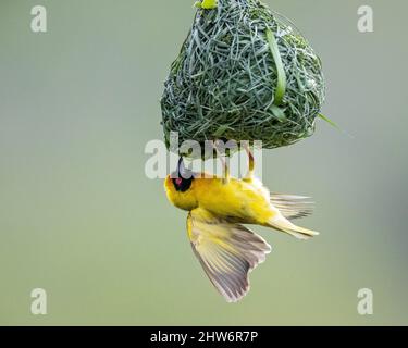 Southern masqué Weaver Bird Building Nest Banque D'Images