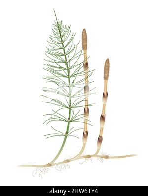 L'Équisetum arvense, l'horsetail de champ ou l'horsetail commun, est une plante herbacée vivace Banque D'Images