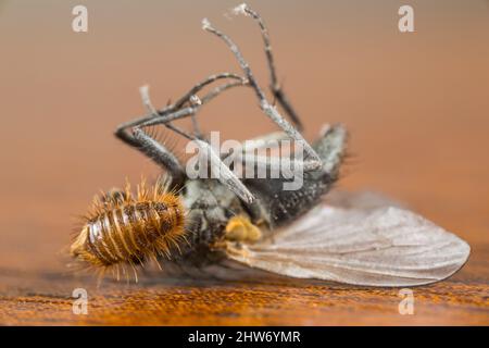 La larve du dendroctone du musée (Anthrenus museorum) enquête sur une mouche morte Banque D'Images