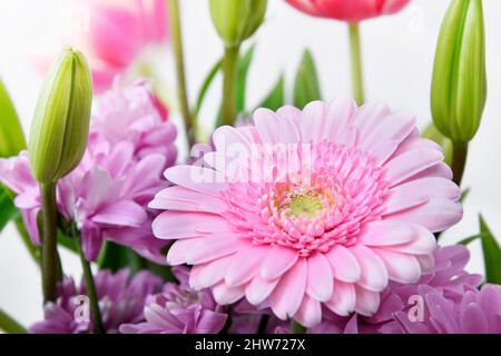 Composition avec de belles fleurs de tulipes et de fleurs de Barberton Daisy (Gerbera jamesonii) sur fond blanc, couleurs roses Banque D'Images