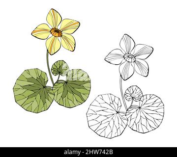 Marais Marigold - Maltha palustris. Dessin d'un coolé tracé à la main, art, contour. Illustration vectorielle Illustration de Vecteur