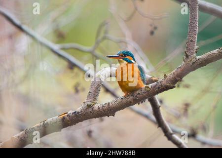 Kidderminster, Royaume-Uni. 4th mars 2022. Météo au Royaume-Uni : le soleil se brise à travers le nuage et la faune commence sa saison de courtage. Cette femelle kingfisher, l'un des oiseaux les plus populaires et rarement vus de Grande-Bretagne, ajoute une certaine couleur au paysage tandis qu'elle est poursuivie autour d'une piscine locale par l'oiseau mâle, se préparant pour la saison d'accouplement. Crédit : Lee Hudson/Alay Live News Banque D'Images