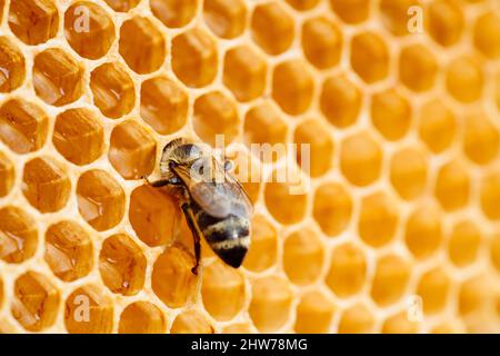 Photo macro des abeilles de travail sur les nids d'abeilles. Image d'apiculture et de production de miel Banque D'Images