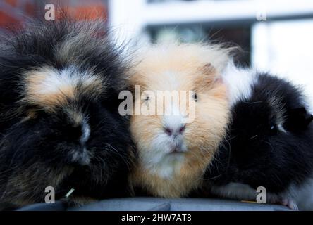 Gros plan des trois cobayes mignons Banque D'Images