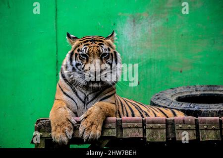 Bogor, Indonésie. 4th mars 2022. Une femelle tigre de Sumatran est vue à l'intérieur d'une cage au Indonesia Animal Sanctuary Trust à Megamendung de Bogor, West Java, Indonésie, le 4 mars 2022. Indonesia Animal Sanctuary Trust est un endroit pour traiter et réhabiliter les animaux menacés confisqués ou remis par les communautés avant qu'ils ne soient libérés dans la nature. Credit: Sandika Fadilah/Xinhua/Alamy Live News Banque D'Images