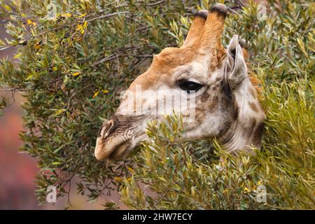 Portrait de Giraffe, Giraffa camelopardalis, tête en s'accrochent à travers les feuilles d'Olive sauvage, Olea europea, Parc national de Pilansberg, Afrique du Sud Banque D'Images