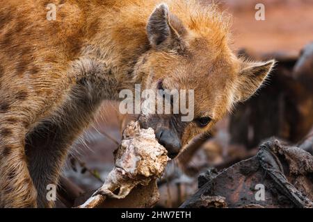 Portrait de Hyena tachetée, Crocuta crocuta, se nourrissant de l'ancienne carcasse de l'éléphant d'Afrique, Loxodonta africana, province du Nord-Ouest, Afrique du Sud Banque D'Images