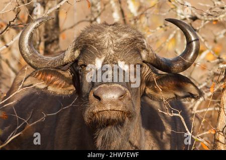 Portrait du jeune homme Cape Buffalo, Syncerus caffer, dans les bois de mopane, Colospermum mopane, Umbadat Private Game Reserve, Afrique du Sud Banque D'Images