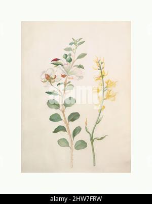 Art inspiré par l'étude de Capers, Gorse, et a Beetle, 1693, Aquarelle, gouache blanc, sur vélin, feuille : 14 x 10 5/16 po (35,5 x 26,2 cm), dessins, Maria Sibylla Merian (allemand, 1647–1717 (active Hollande, œuvres classiques modernisées par Artotop avec une touche de modernité. Formes, couleur et valeur, impact visuel accrocheur sur l'art émotions par la liberté d'œuvres d'art d'une manière contemporaine. Un message intemporel qui cherche une nouvelle direction créative. Artistes qui se tournent vers le support numérique et créent le NFT Artotop Banque D'Images