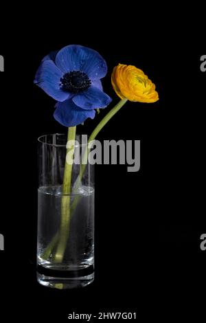 Couleurs dans l'obscurité, deux fleurs ranunculus en bleu et jaune comme symbole du drapeau de l'Ukraine dans un vase en verre sur un fond noir, espace de copie, Banque D'Images