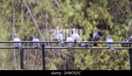 Un troupeau de pigeons se trouve sur une barre de fer. Dans l'arrière-plan sombre Banque D'Images