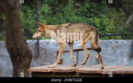 Les renards (animal Jackal) se tiennent sur la table. En arrière-plan flou Banque D'Images