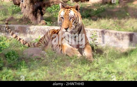 Le tigre est assis sur le sol, avec un arrière-plan flou Banque D'Images