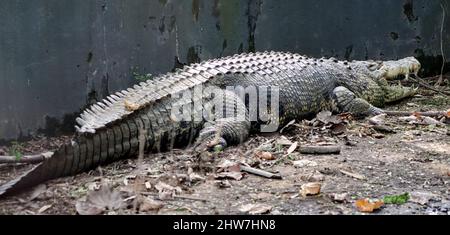 Le gros crocodile est couché sur le sol. Dans l'arrière-plan sombre Banque D'Images