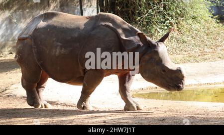 promenades en rhinocéros indien. avec un arrière-plan flou Banque D'Images