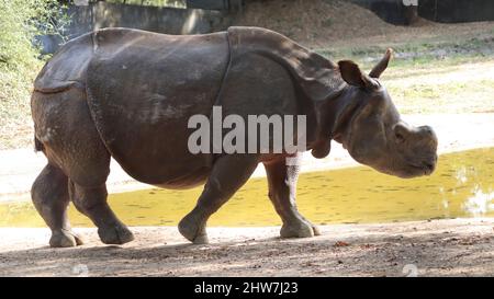 promenades en rhinocéros indien. avec un arrière-plan flou Banque D'Images