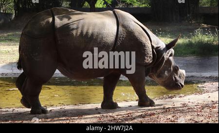 Promenades en rhinocéros indien. Avec un arrière-plan flou Banque D'Images