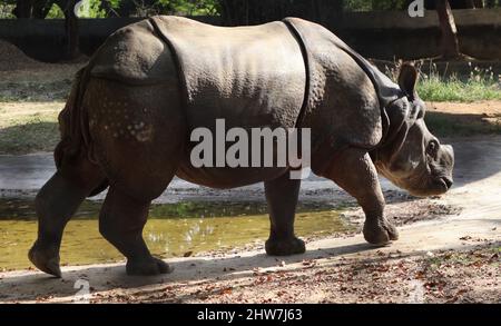 Promenades en rhinocéros indien. Avec un arrière-plan flou Banque D'Images