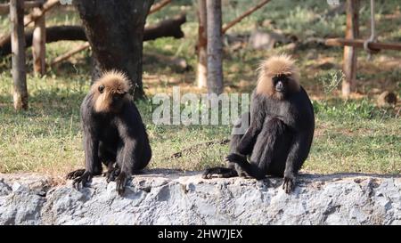 le macaque à queue de lion est assis dans le sol, avec un arrière-plan flou Banque D'Images