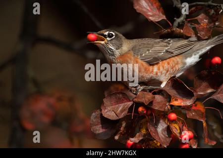 Gros plan sur le vol américain de pommes de crabe en automne Banque D'Images