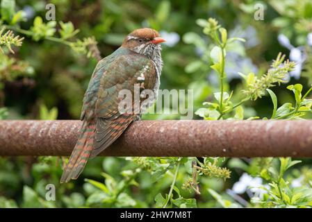 Juvénile Diederik Cuckoo, Chrysococcyx caprius, à Grahamstown/Makhanda, province du Cap-est, Afrique du Sud, 04 mars 2022. Banque D'Images