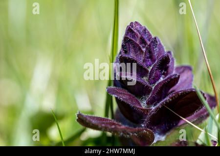 Gros plan d'un bugle pyramidal violet (Ajuga pyramidalis) qui fleuriit sur un fond vert Banque D'Images