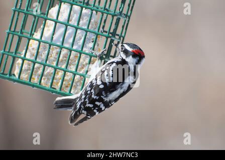 Un pic de bois descendant se nourrissant du côté d'un alimenteur de suet Banque D'Images