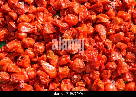 L'himalayan chilis, connu sous le nom de Dalle Khursani, est l'un des plus chauds chilins du monde. Banque D'Images