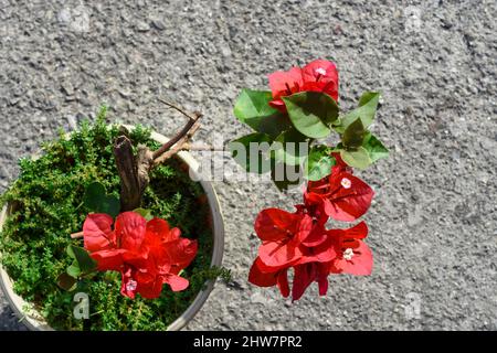 Le bougainvillea glabra est parfois appelé 'fleur de papier' parce que ses bractées sont minces et papeties. Arbuste d'escalade énergique Evergreen avec tiges épineuses Banque D'Images