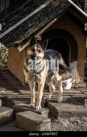 Photo verticale d'un magnifique berger allemand Banque D'Images