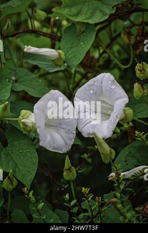 Gros plan de belles fleurs blanches de Calystegia sepium qui poussent dans le jardin au milieu de feuilles denses Banque D'Images