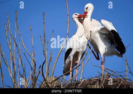 04 mars 2022, Schleswig-Holstein, Föhr: Deux cigognes courtent dans leur nid sur un arbre à la périphérie de Wyk sur Föhr. Photo: Christian Charisius/dpa Banque D'Images