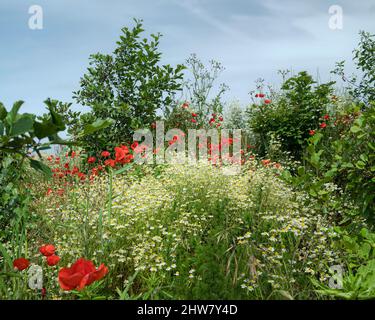 Fleurs sauvages, pâquerettes et coquelicots, et d'autres espèces florales à côté de Minster Way en abondance de couleur au printemps à Beverley, Yorkshire, Royaume-Uni. Banque D'Images