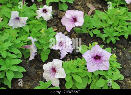 Groupe de belles fleurs Grandiflora Daddy Blue Petunia dans le jardin Banque D'Images
