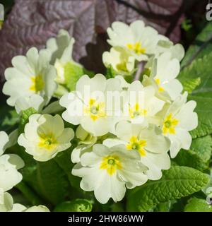 Fleurs du premier printemps. Chutes de neige avec gouttes de rosée. Arrière-plan naturel. Mise au point sélective. Banque D'Images