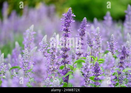 Superbes petits pains de fleurs de lavande fleuris sur le terrain avec foyer sélectif Banque D'Images
