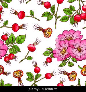 magnifique arrière-plan de fleurs et de fruits de cornouiller. illustration dessinée à la main Illustration de Vecteur